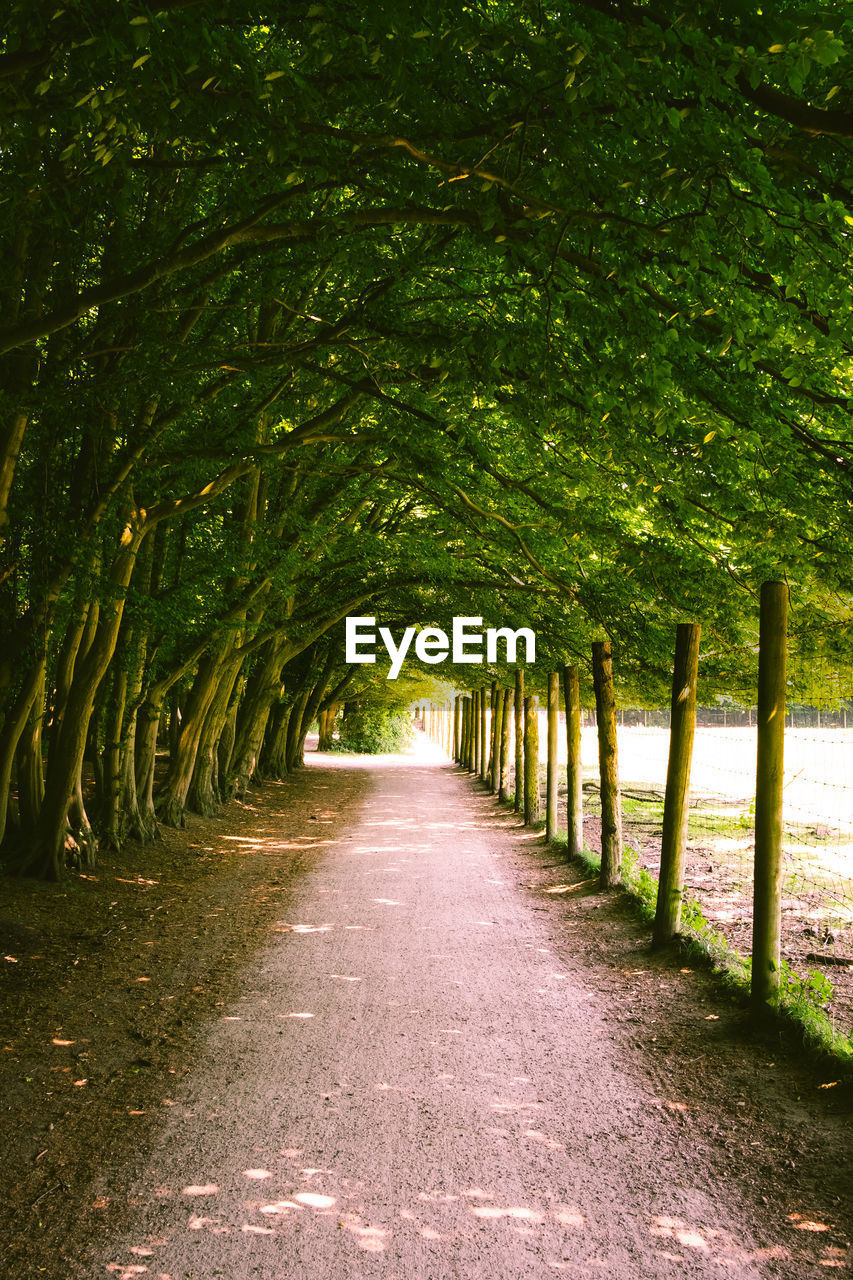 Footpath amidst trees in park