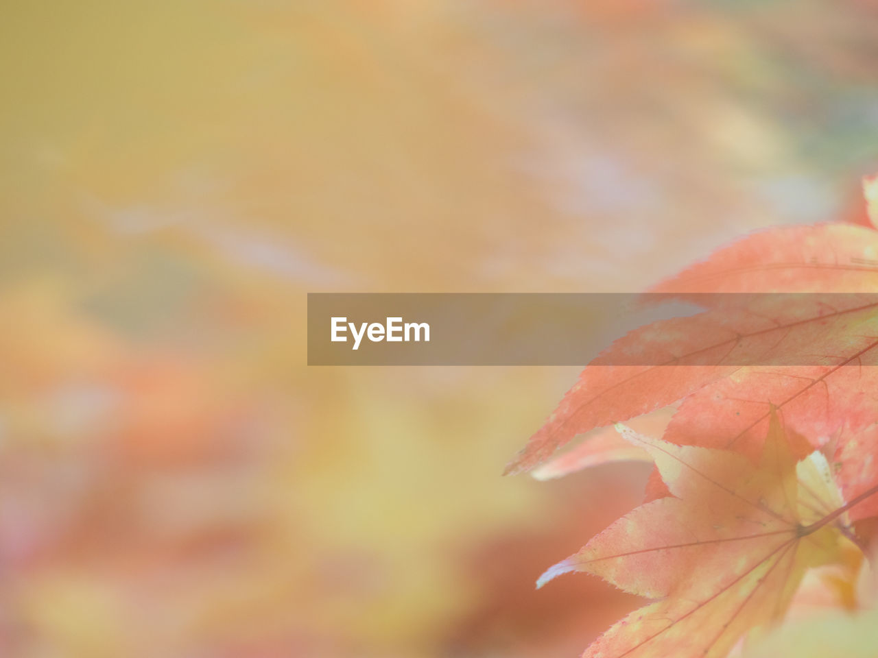 Close-up of autumnal leaves against blurred background