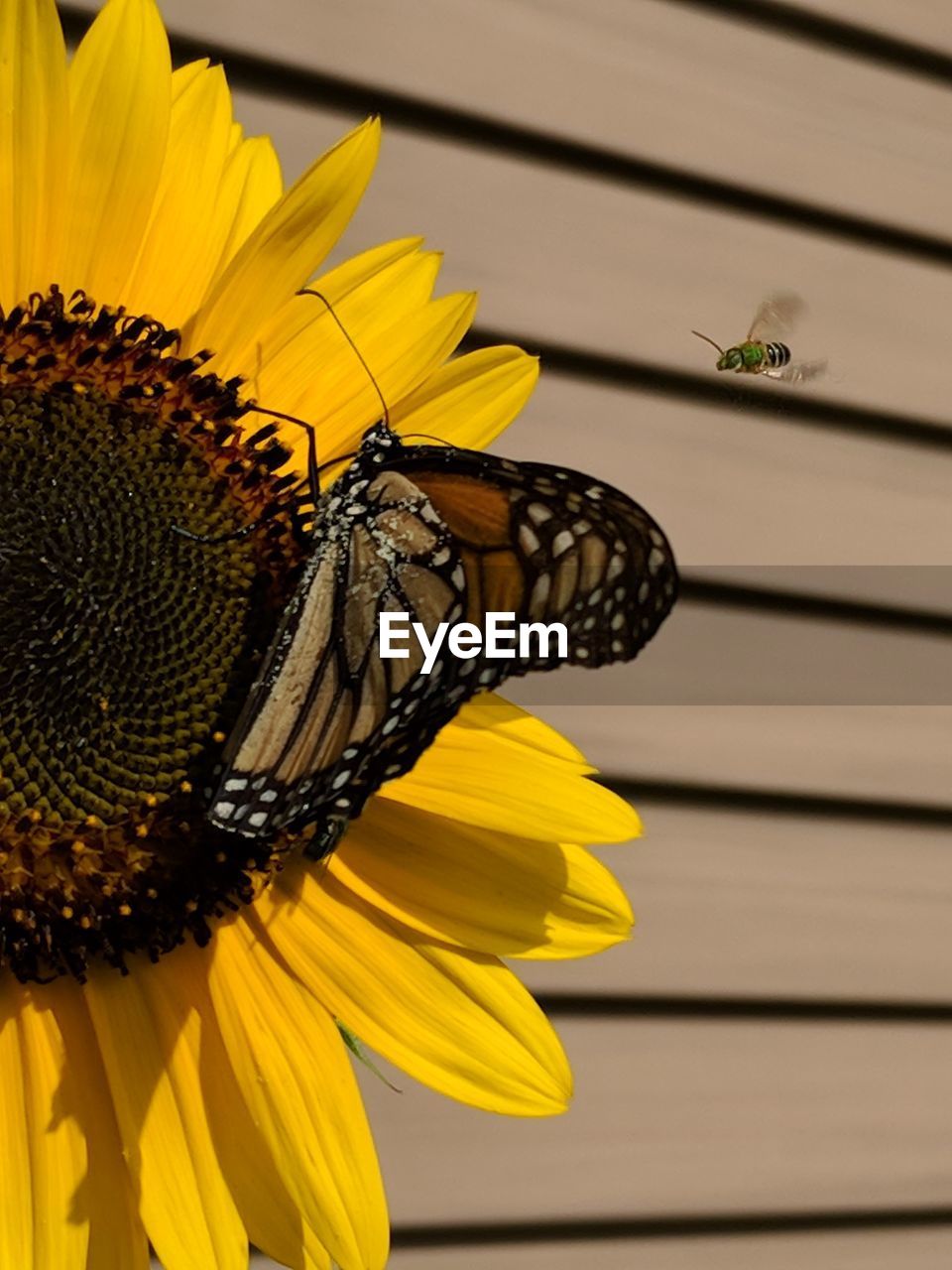 CLOSE-UP OF HONEY BEE ON SUNFLOWER