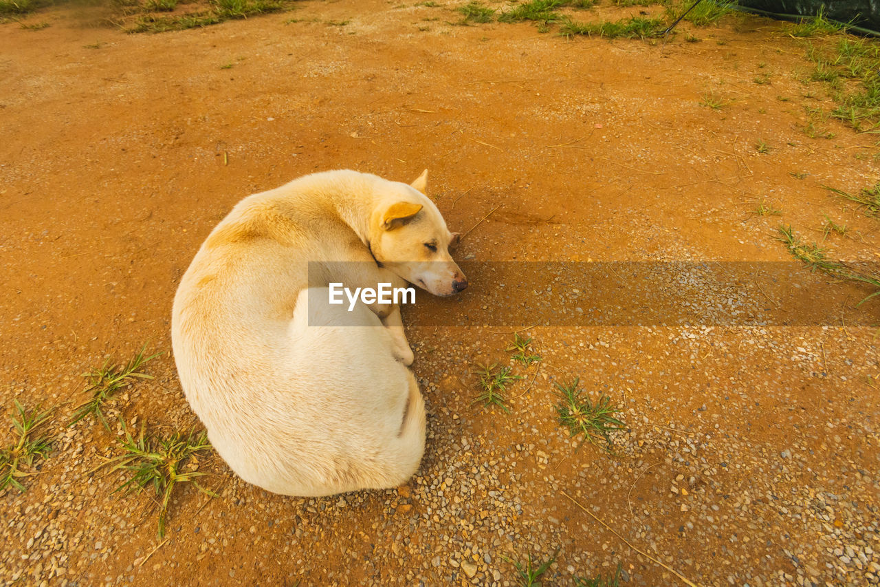HIGH ANGLE VIEW OF DOG RESTING ON GROUND