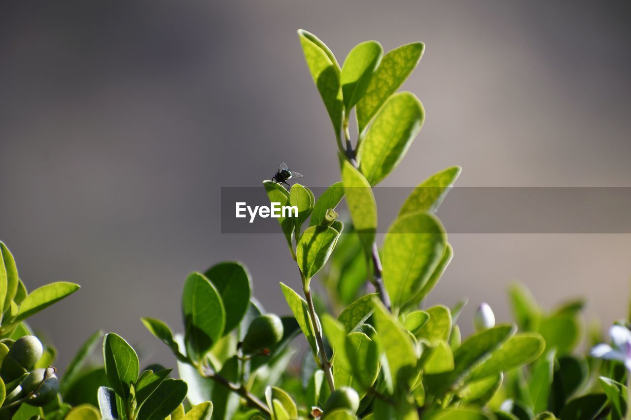 Close-up of insect on plant