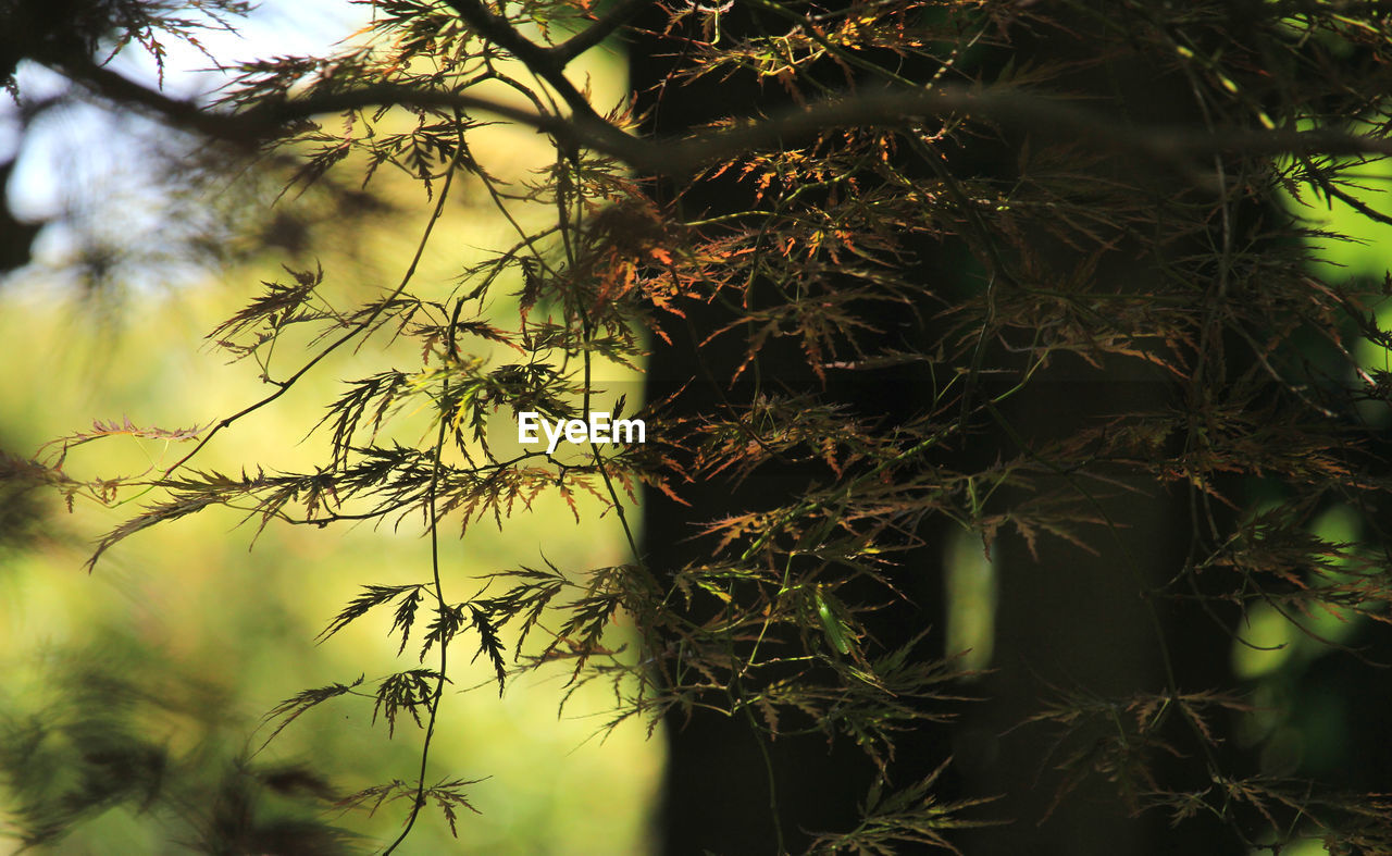 low angle view of plant against blurred background