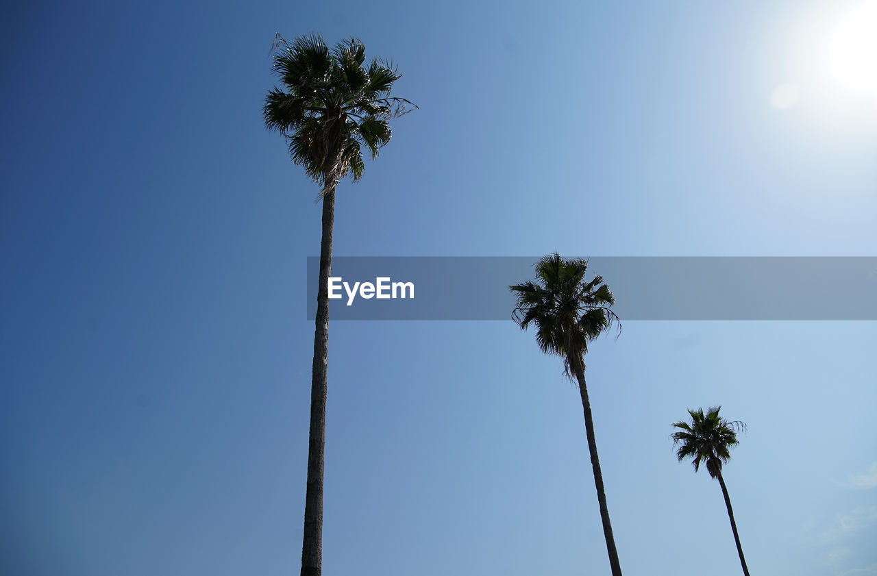 Low angle view of coconut palm tree against blue sky