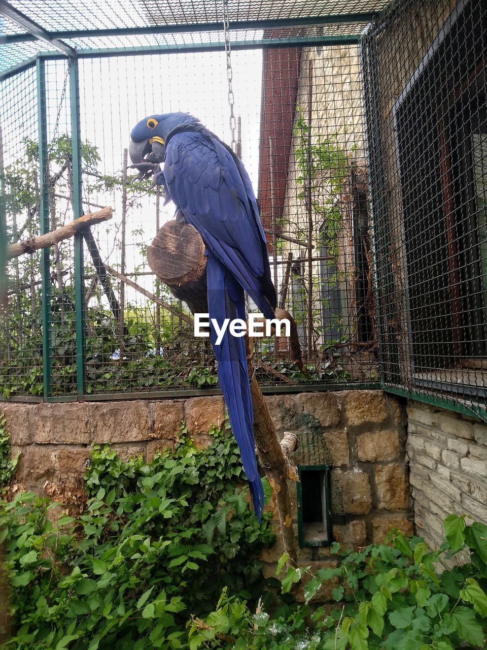 VIEW OF A BIRD PERCHING ON TREE