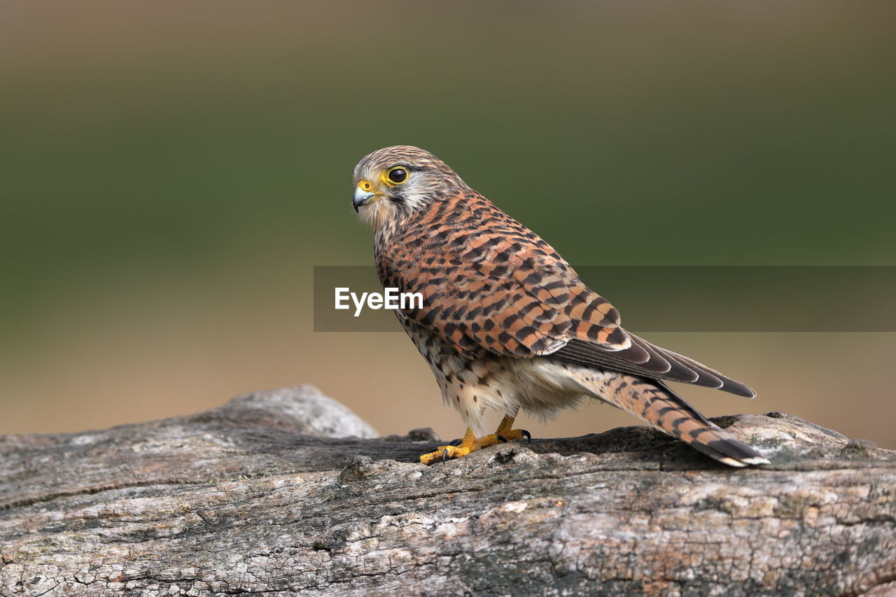 A common kestrel