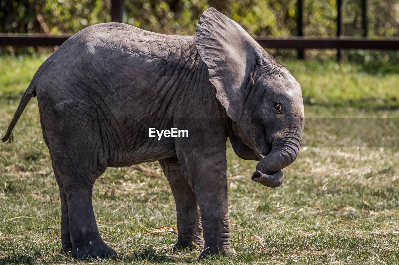 ELEPHANT STANDING IN FIELD