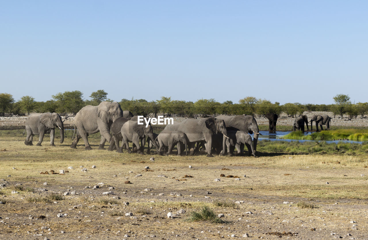 HORSES GRAZING ON FIELD AGAINST SKY