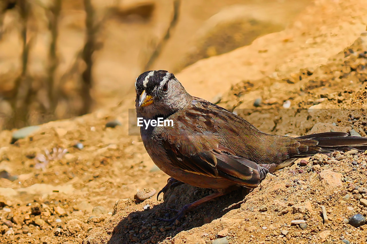 animal themes, animal, bird, animal wildlife, wildlife, one animal, nature, close-up, beak, full length, land, sunlight, no people, sparrow, outdoors, side view, day, environment, focus on foreground, portrait, sunny, landscape, lark