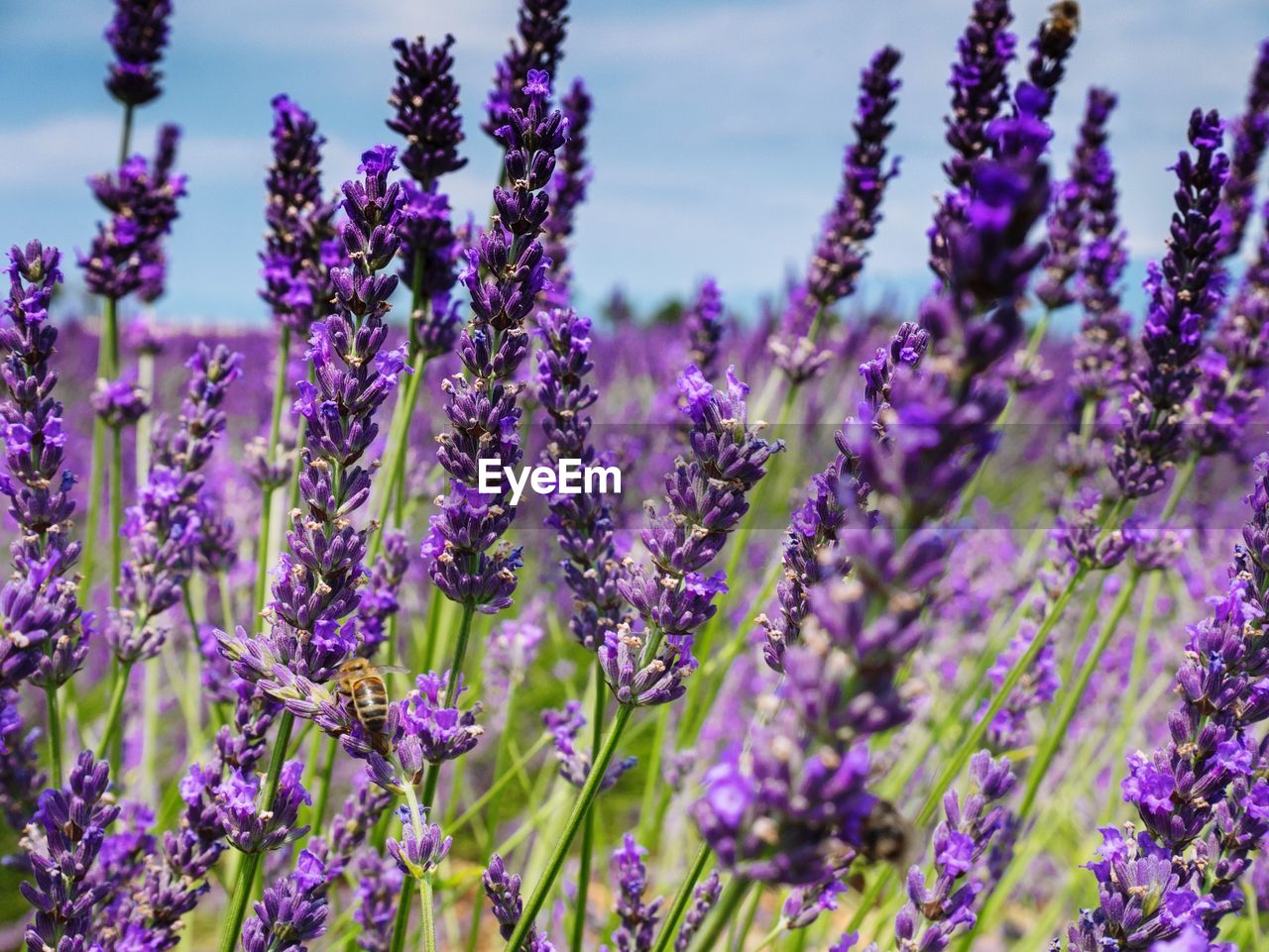 Bee hovering over lavenders in field