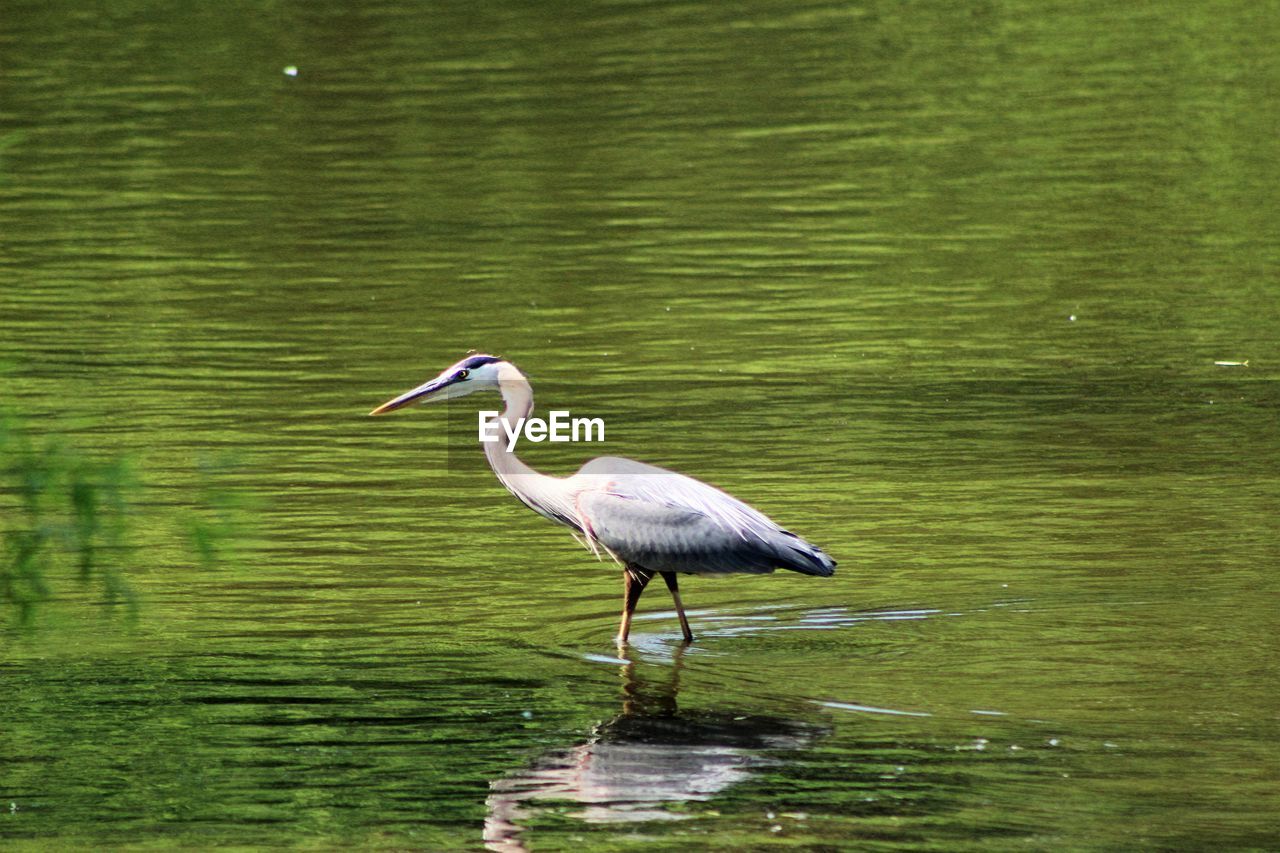 HIGH ANGLE VIEW OF GRAY HERON BY LAKE AGAINST GREEN WALL