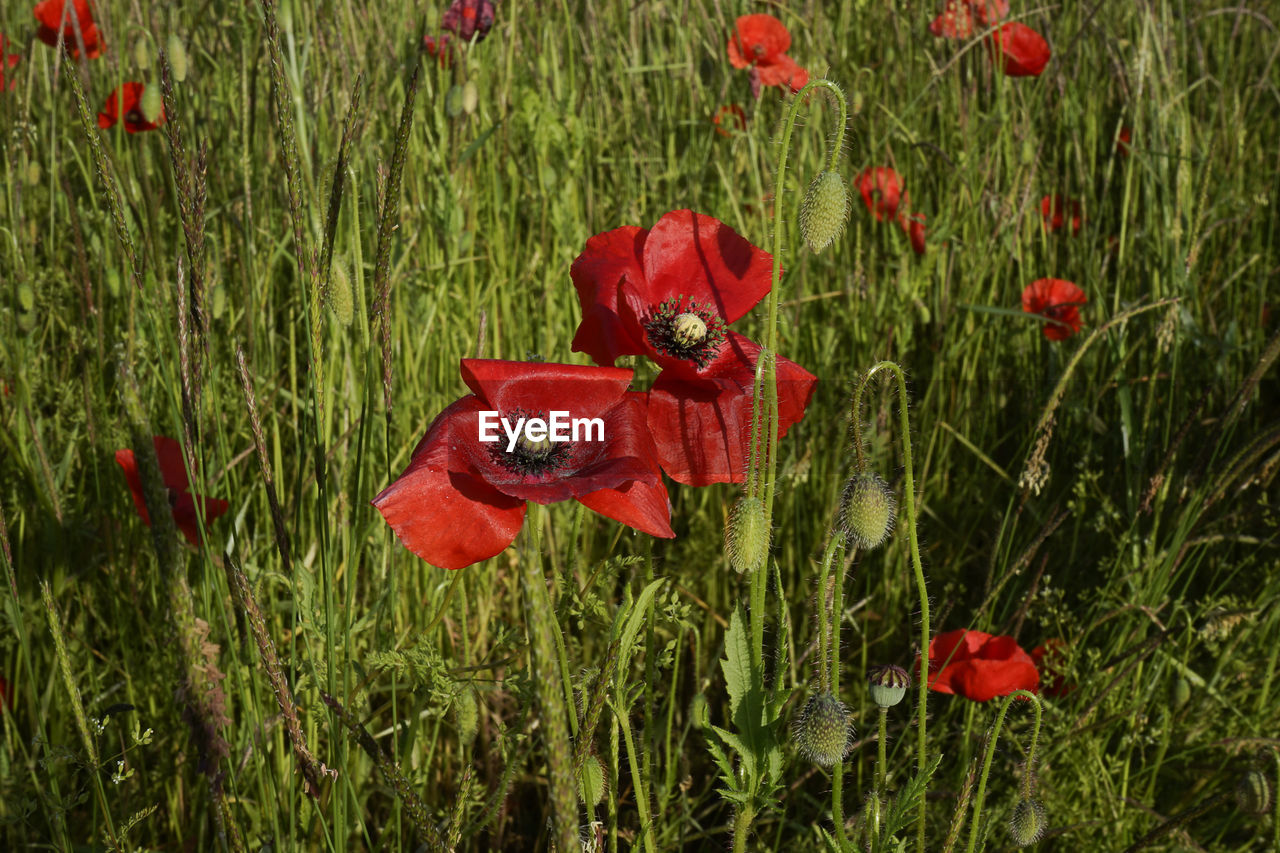 CLOSE-UP OF RED POPPY BLOOMING ON FIELD