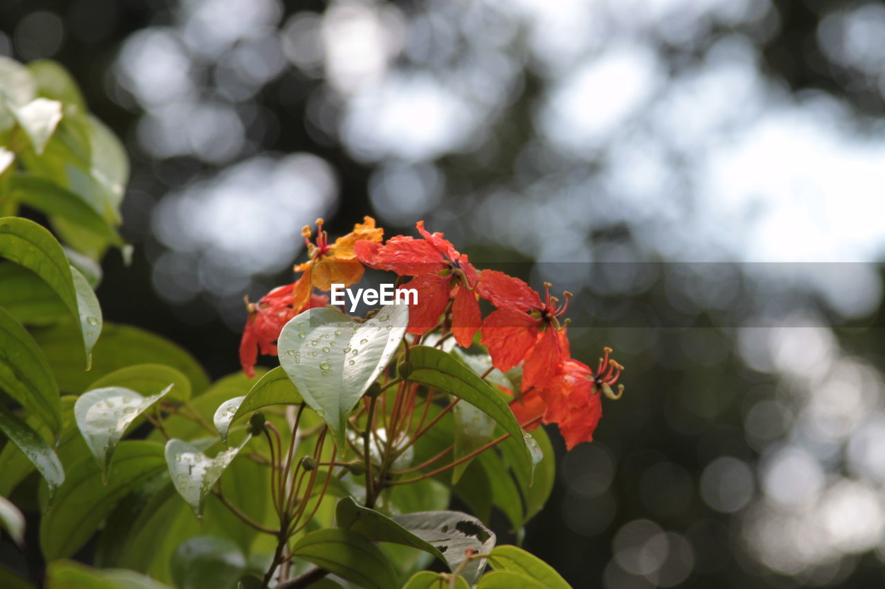 Close-up of red flowering plant