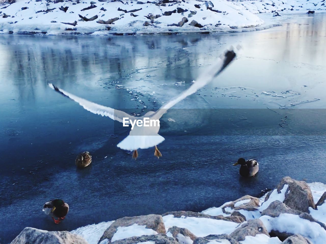 Close-up of seagull flying over lake during winter