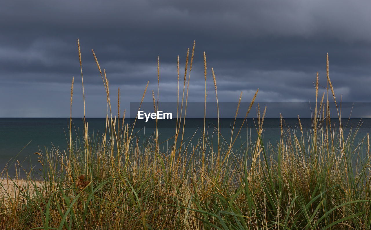 PLANTS ON LAND AGAINST SEA