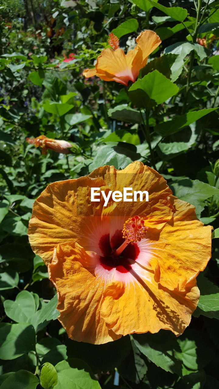 Close-up of yellow hibiscus flower