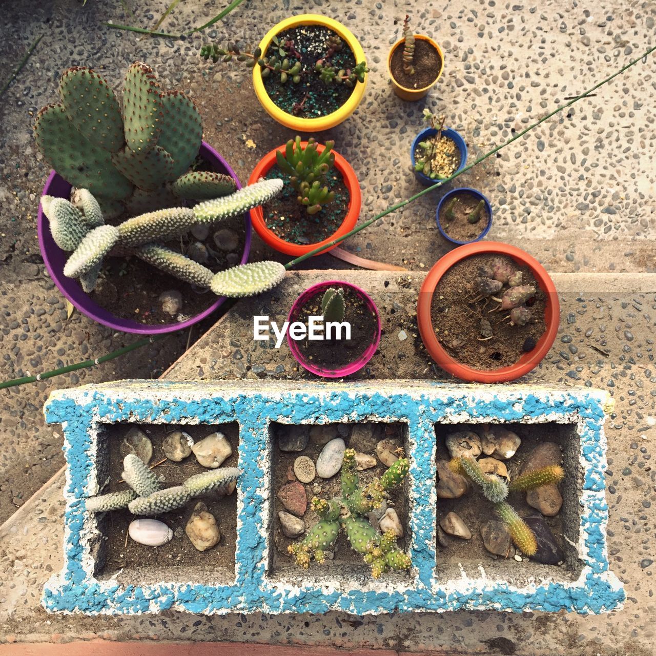 High angle view of various plants in container