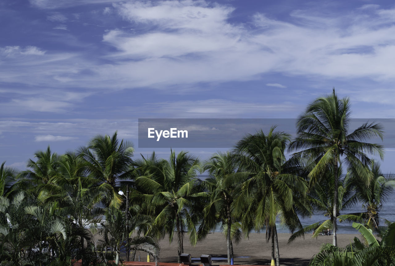 Palm trees against sky