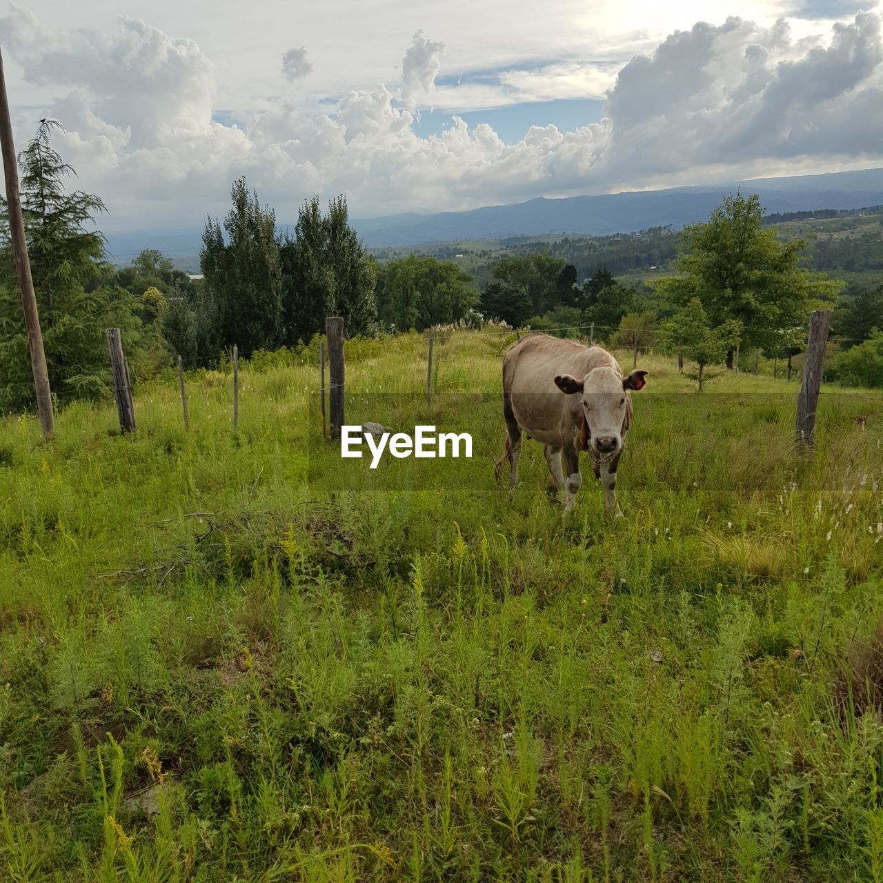 HORSE IN A FIELD