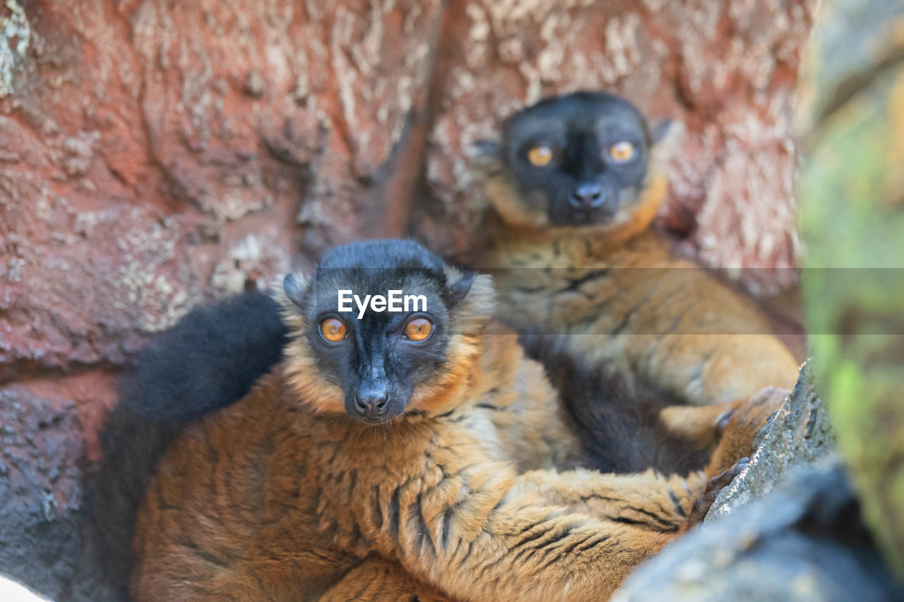 Portrait of lemurs