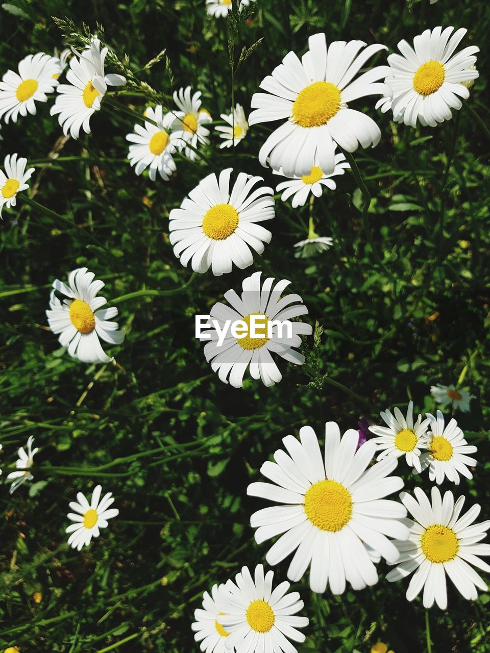 CLOSE-UP OF WHITE DAISIES