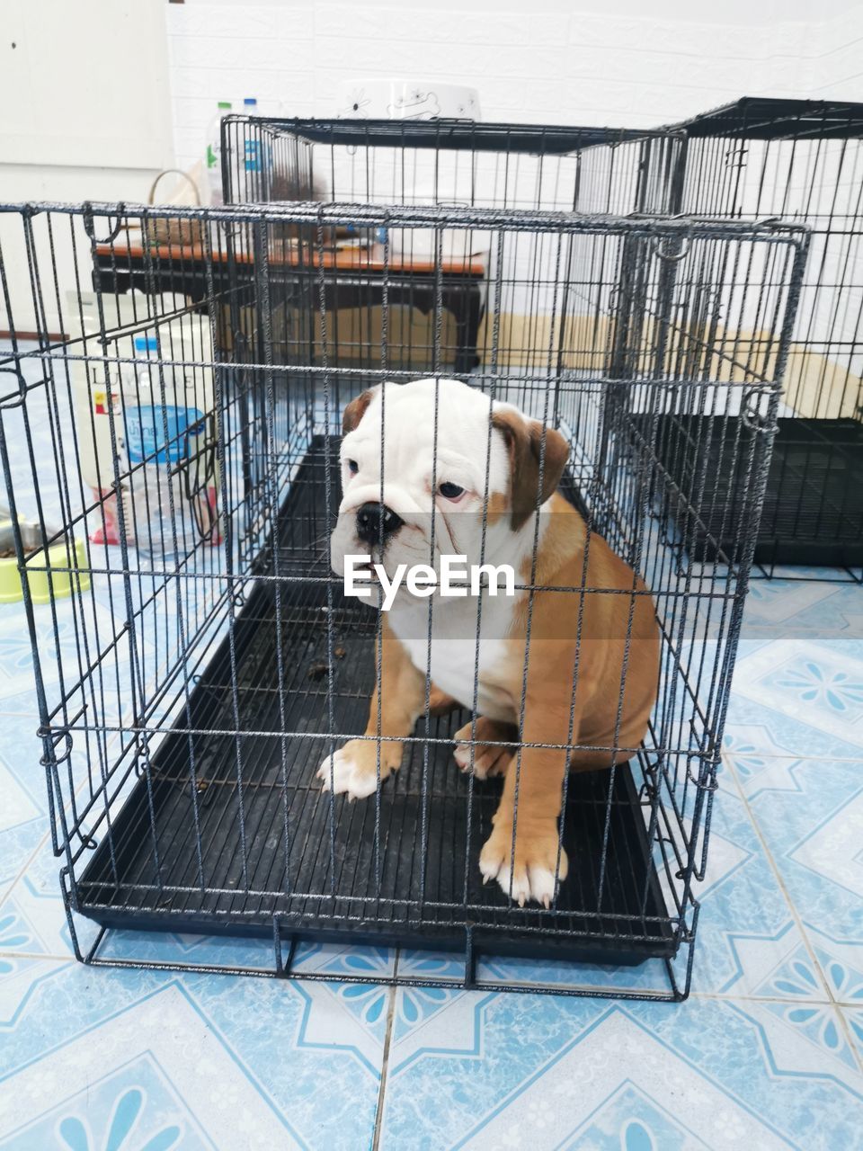 HIGH ANGLE VIEW OF DOG LOOKING IN CAGE