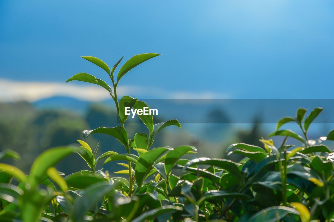 Close-up of plant growing on field against sky