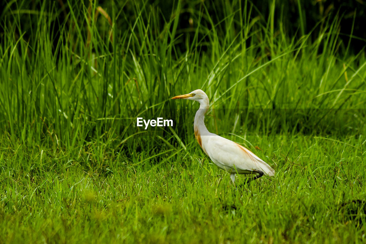 BIRD PERCHING ON GRASS