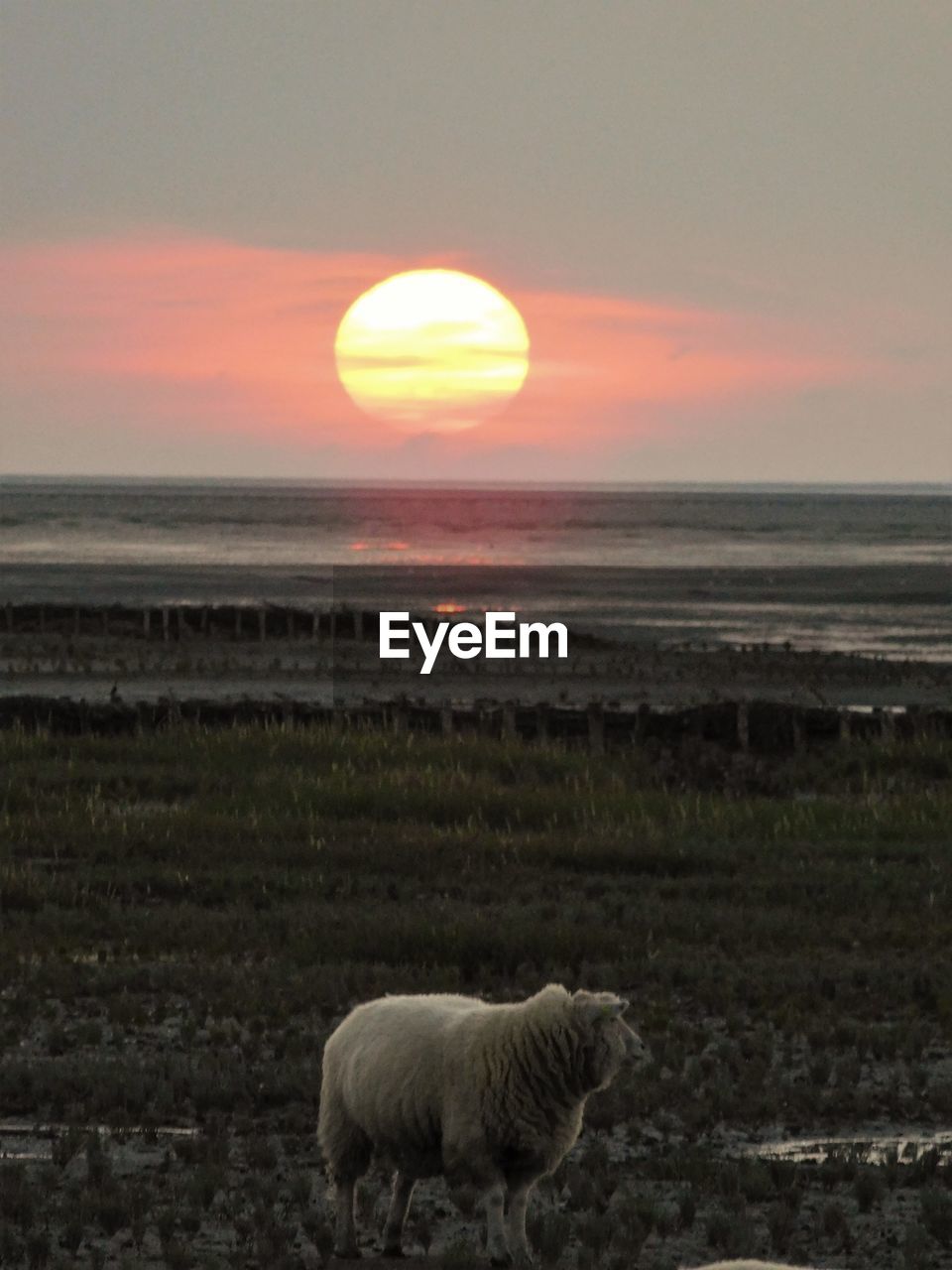 Sheep during sunset in the german waddensea