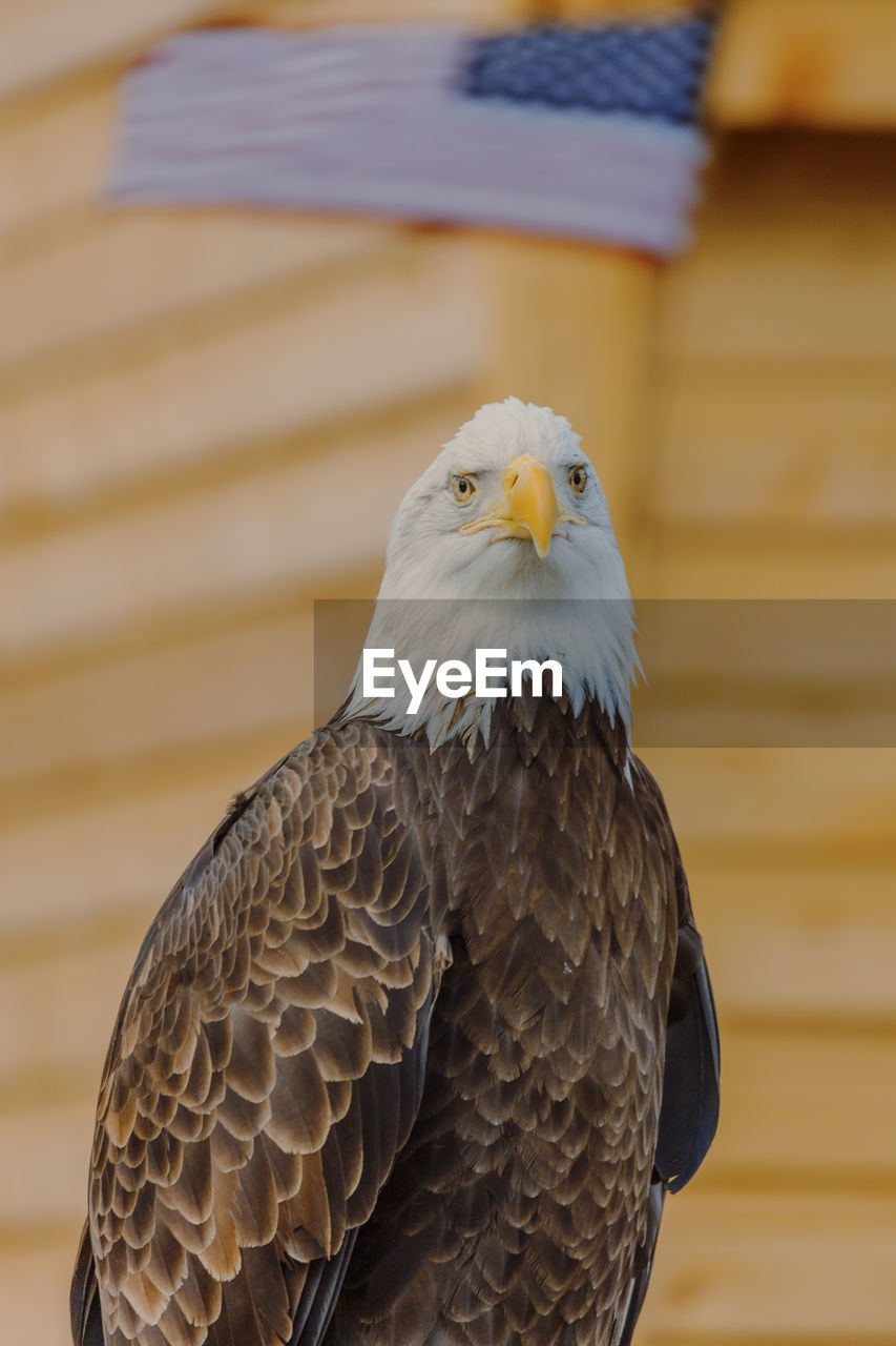 Close-up of eagle against american flag blurred background 