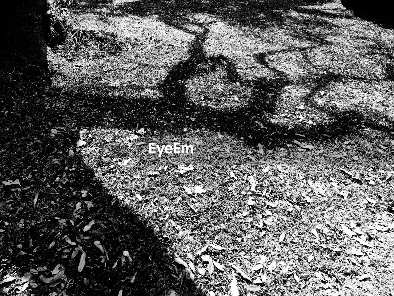 HIGH ANGLE VIEW OF SHADOW ON STREET