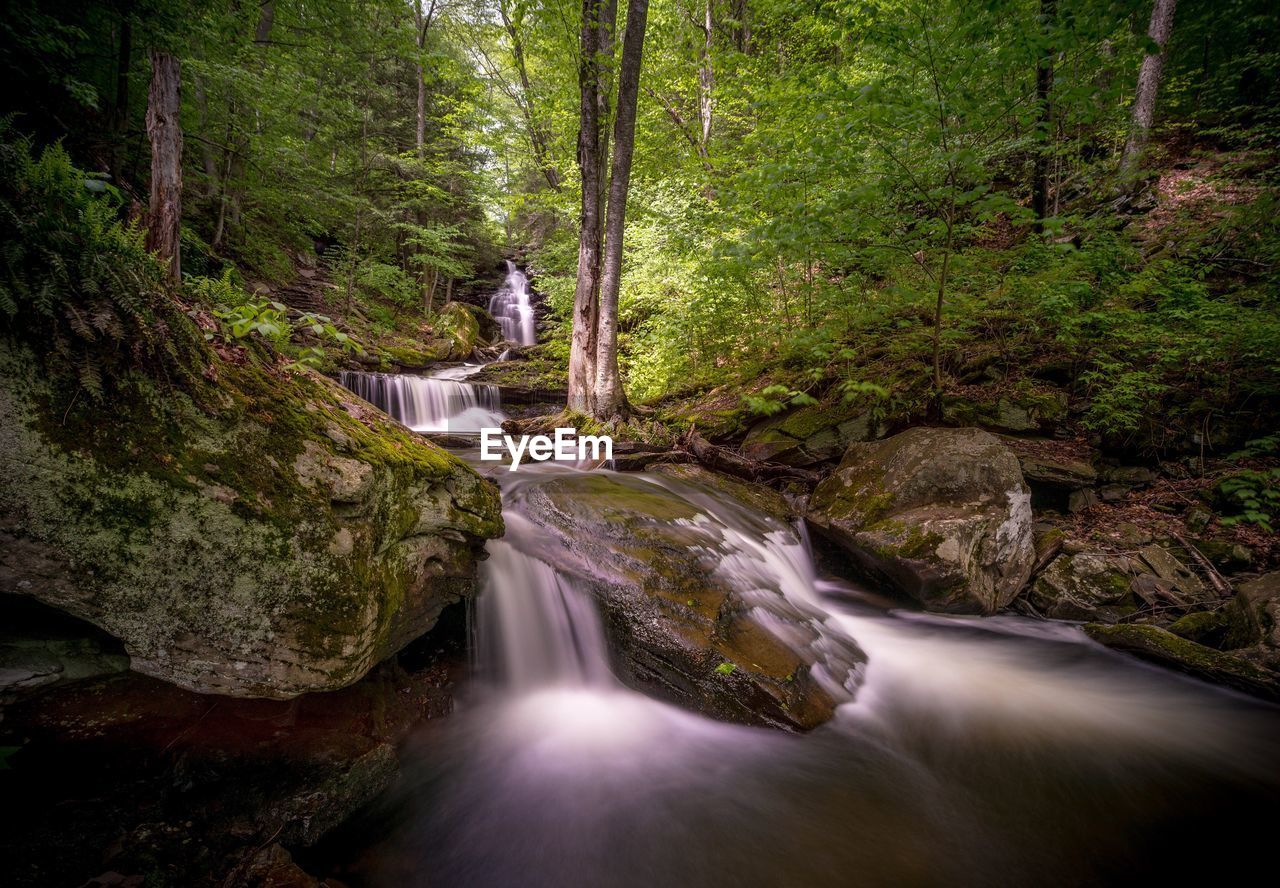 RIVER FLOWING THROUGH FOREST