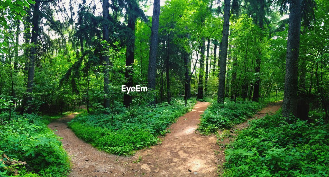 VIEW OF FOOTPATH IN FOREST