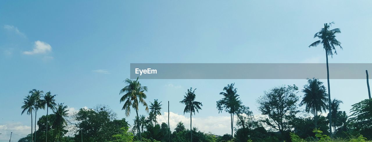 LOW ANGLE VIEW OF PALM TREES AGAINST THE SKY