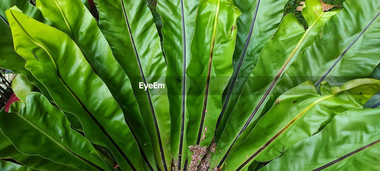 green, plant, growth, leaf, plant part, nature, beauty in nature, flower, tree, no people, close-up, grass, jungle, palm tree, day, land, outdoors, full frame, rainforest, field, tranquility, backgrounds, freshness, agriculture, botany, environment, tropical climate