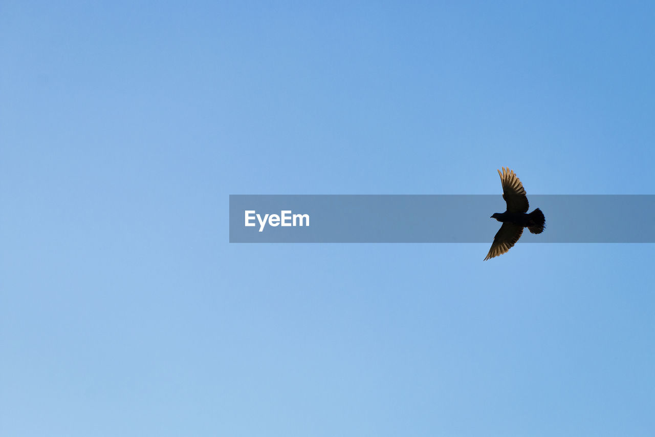 LOW ANGLE VIEW OF BIRD FLYING AGAINST CLEAR BLUE SKY