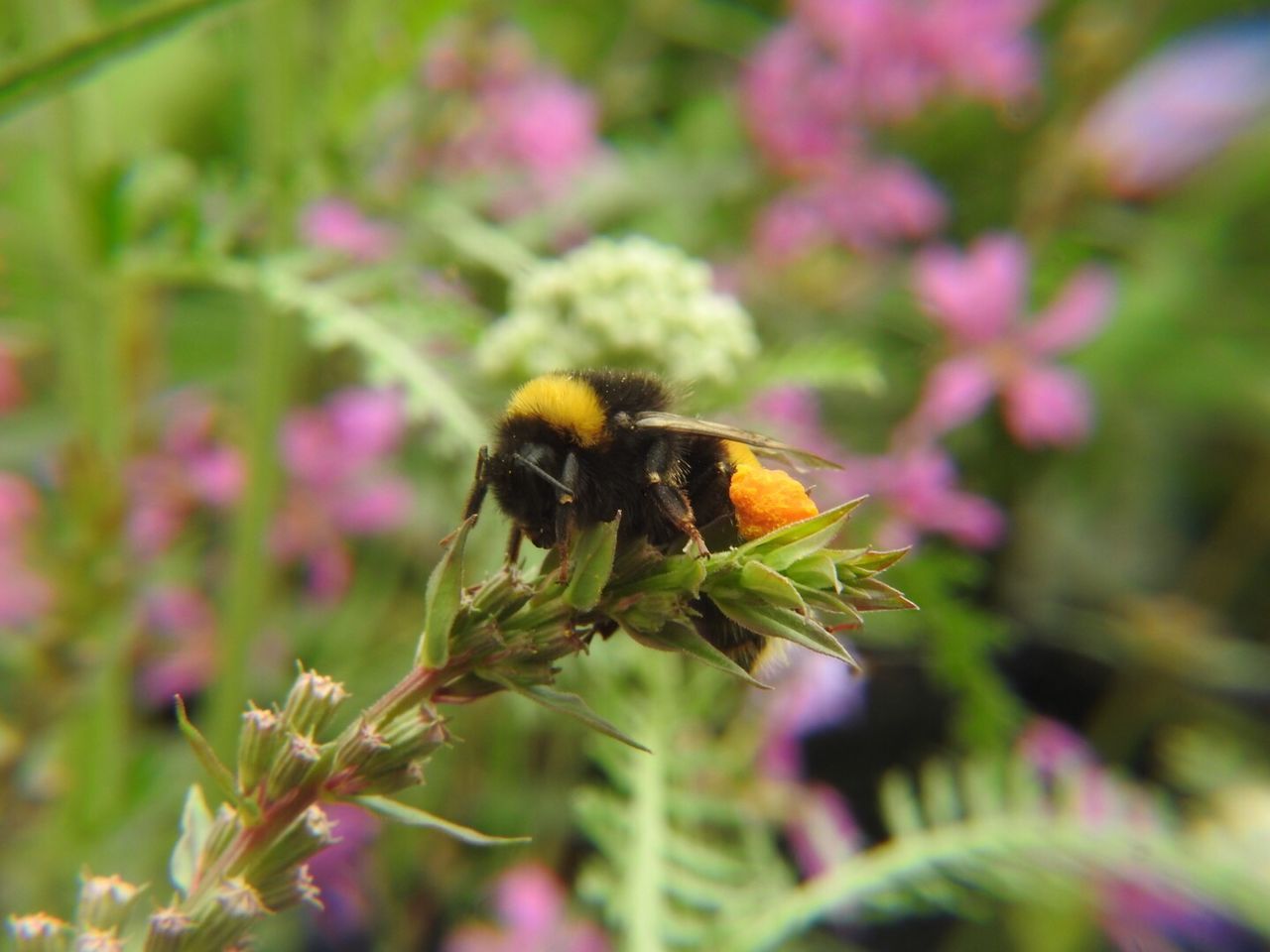 CLOSE-UP OF HONEY BEE ON PLANT