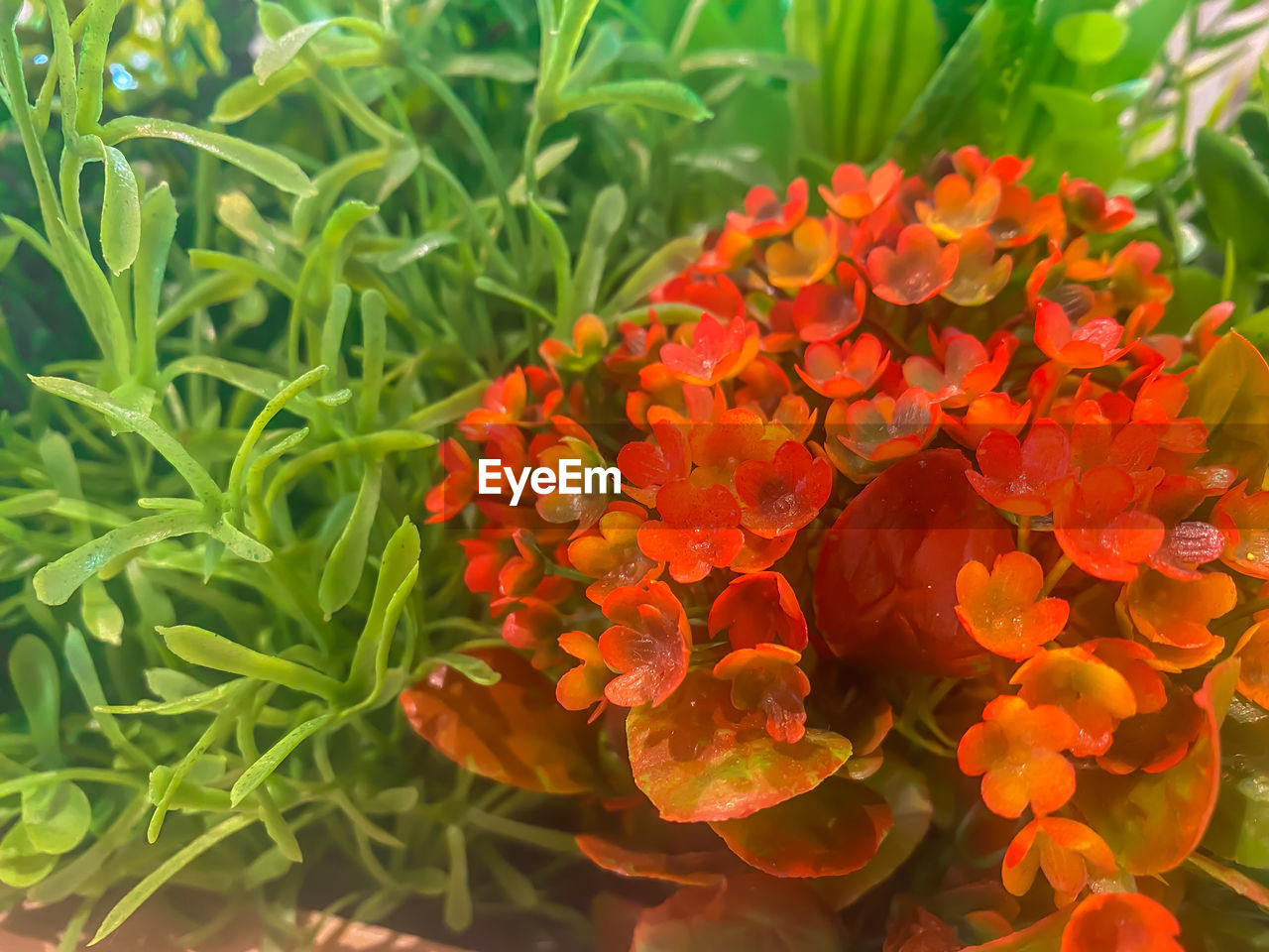 CLOSE-UP OF RED MARIGOLD FLOWERS