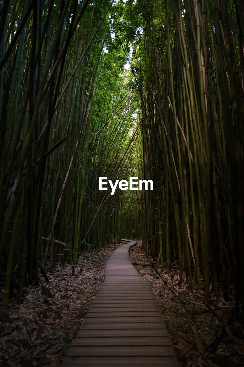 Pathway in bamboo forest