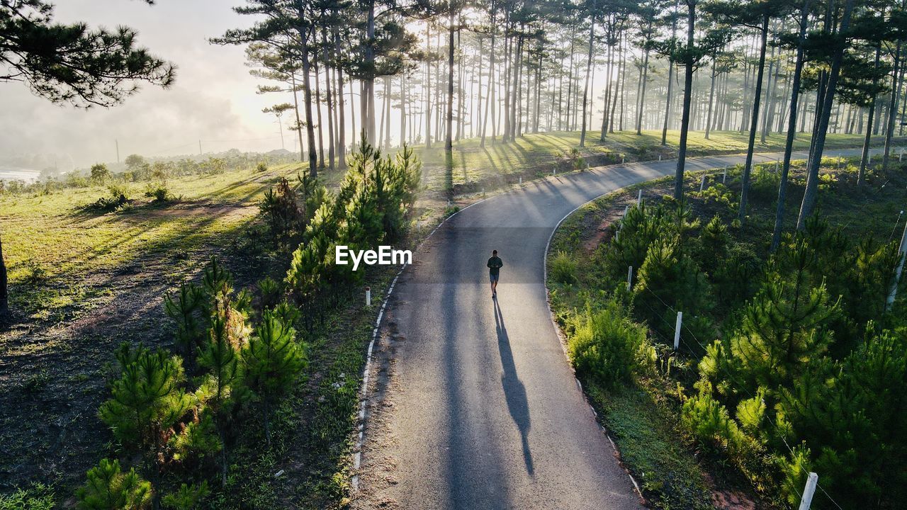 Road amidst trees on field