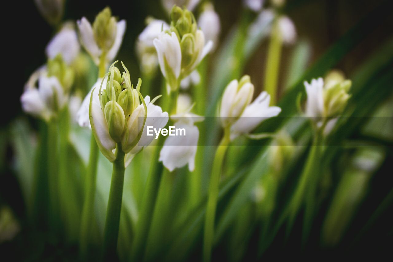 CLOSE-UP OF FLOWERS BLOOMING