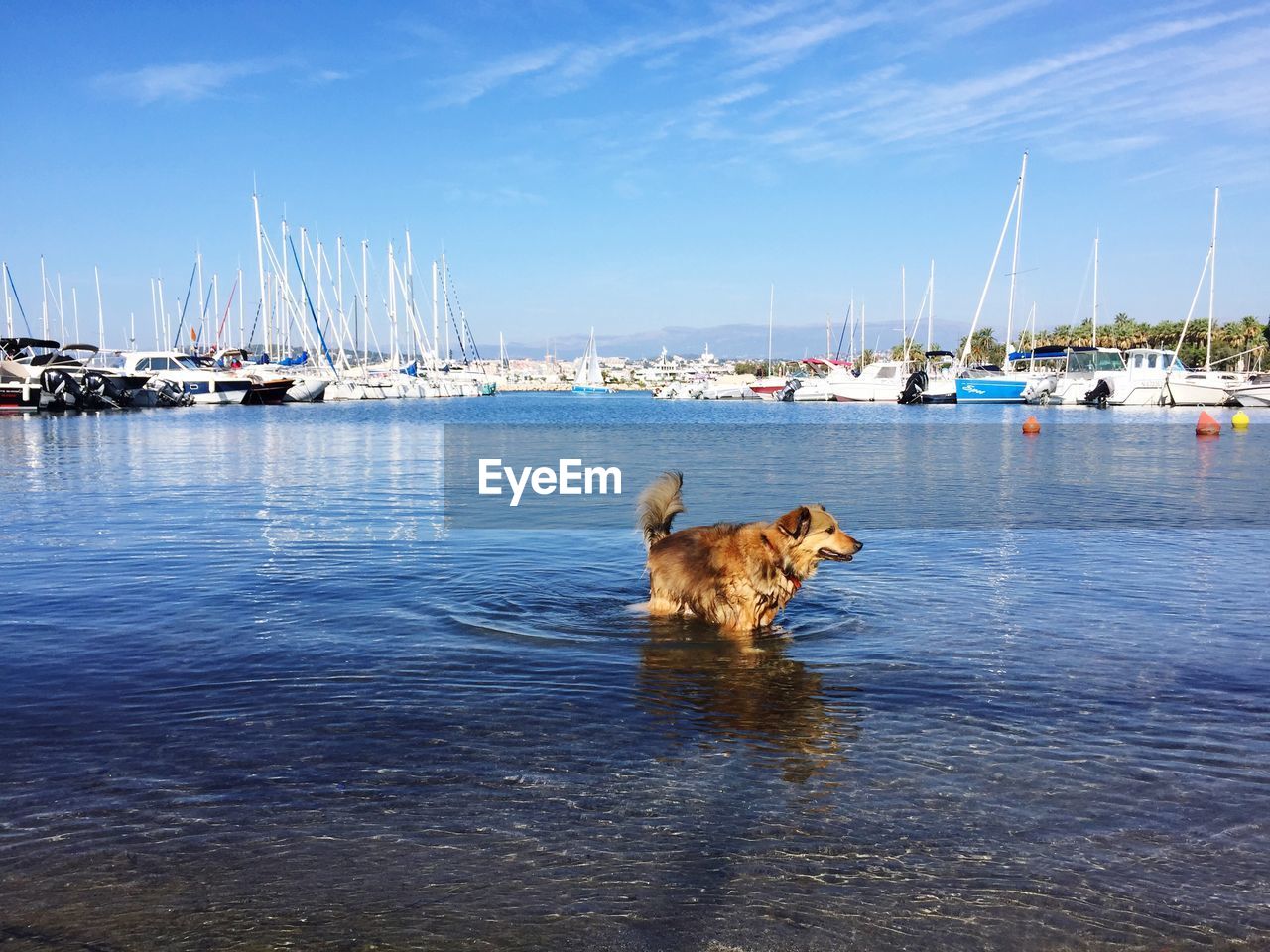 View of a dog in the sea