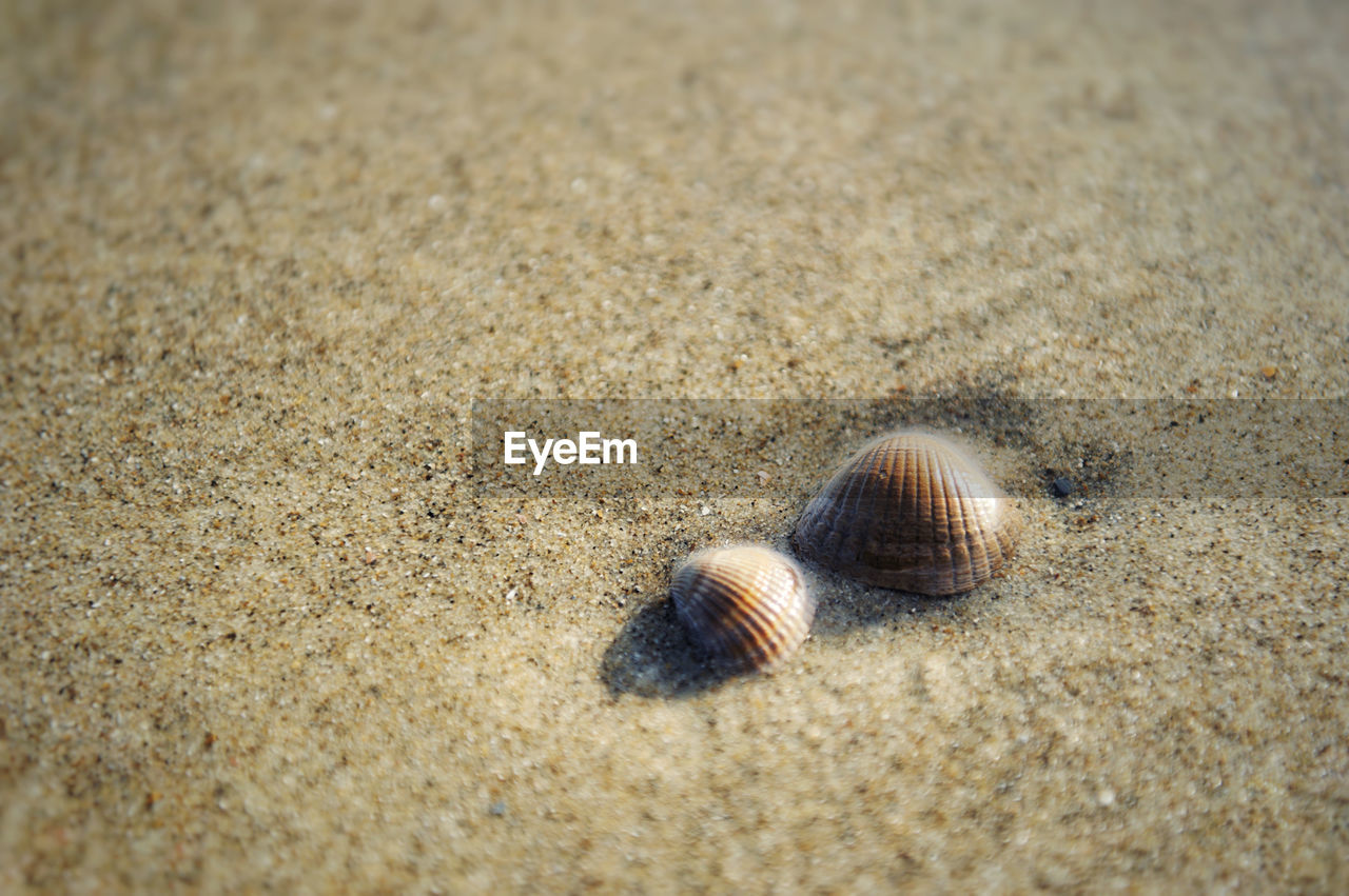 HIGH ANGLE VIEW OF ANIMAL SHELL ON SAND