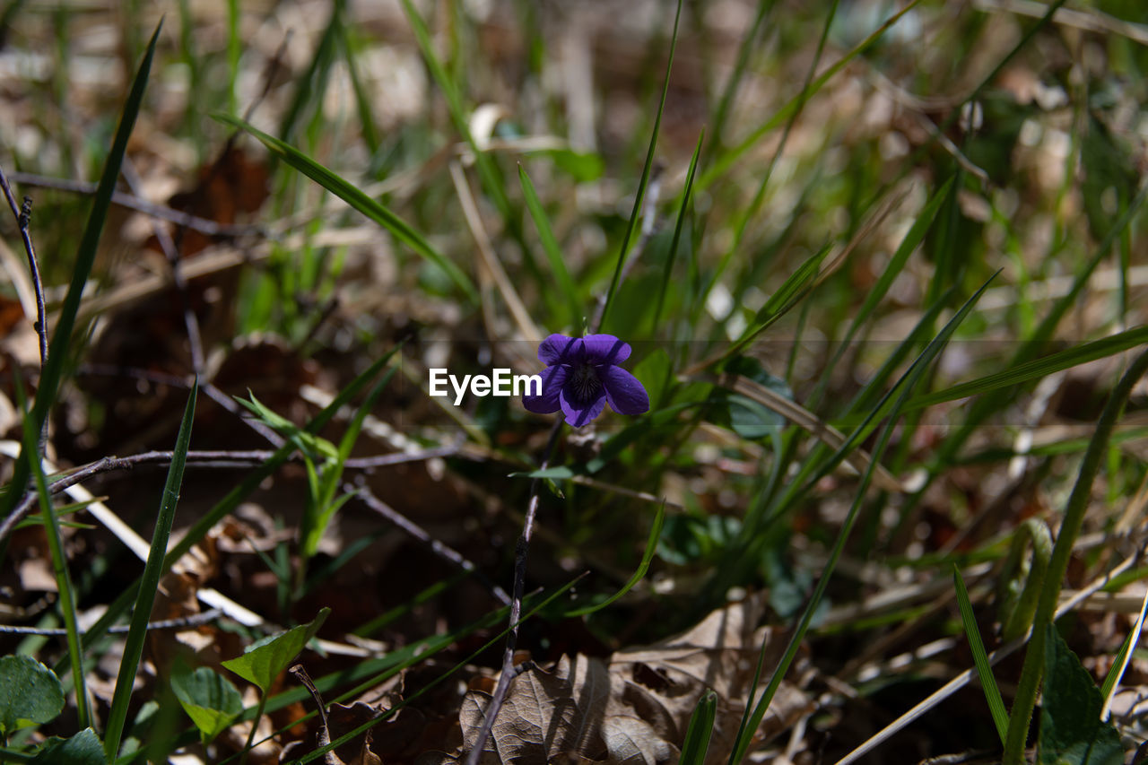 Close-up of purple flowering plant on field