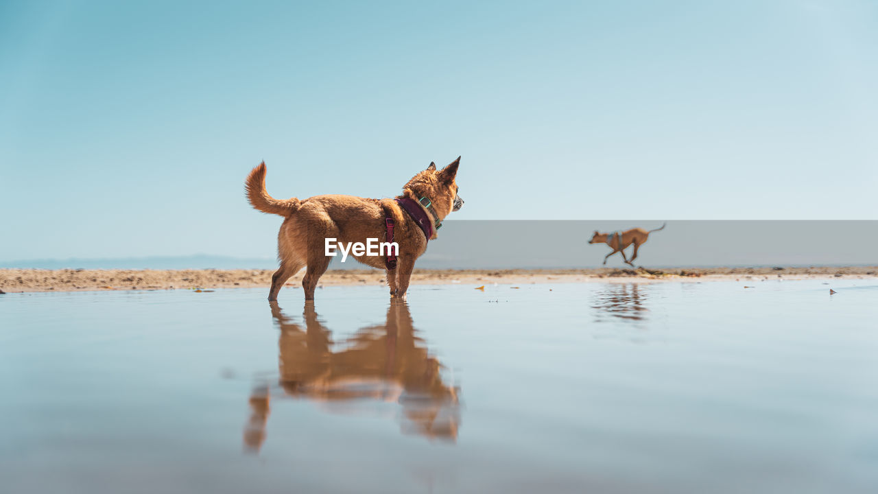 Side view of dogs on beach