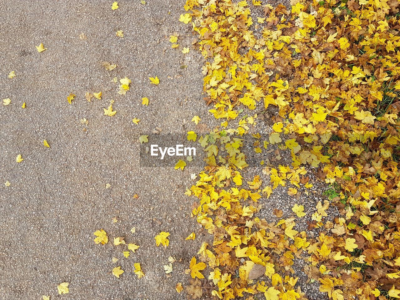 Scattered yellow