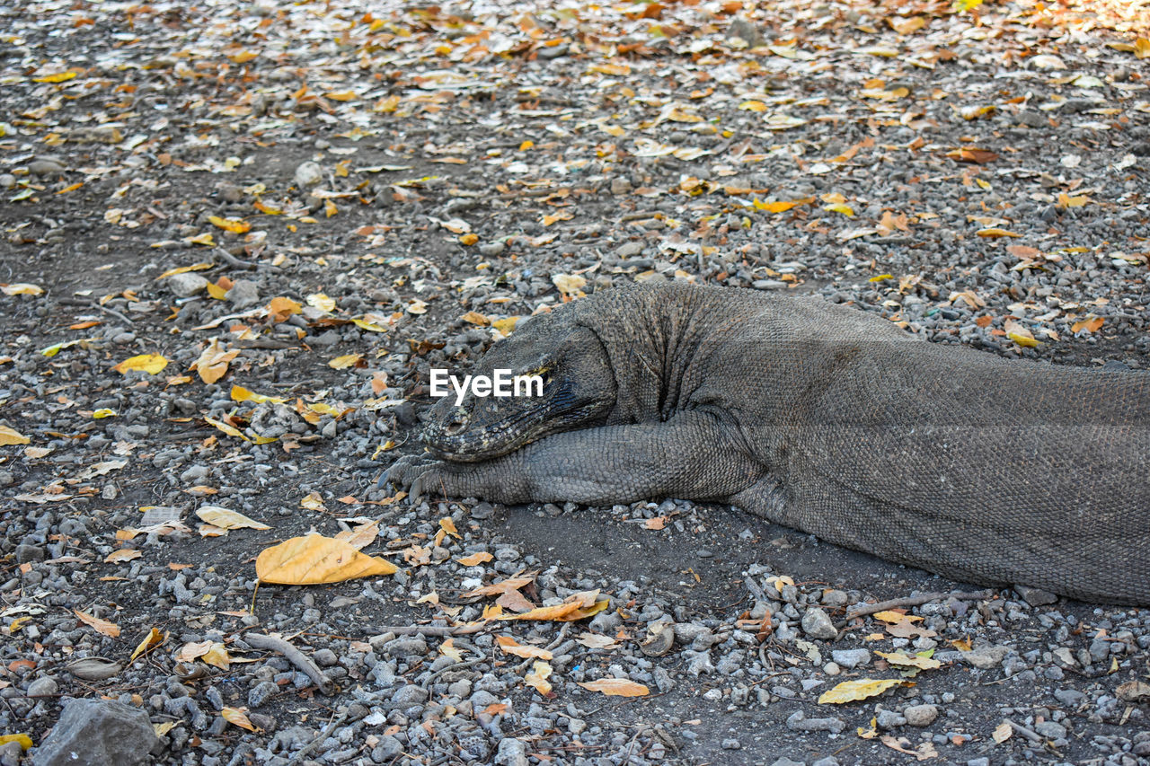 High angle view of a giant lizard 