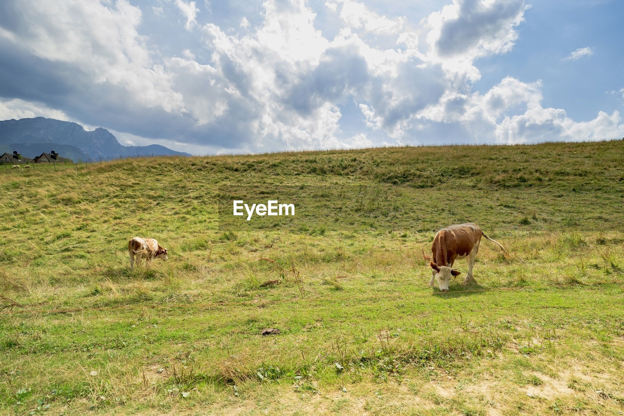 SHEEP GRAZING IN FIELD