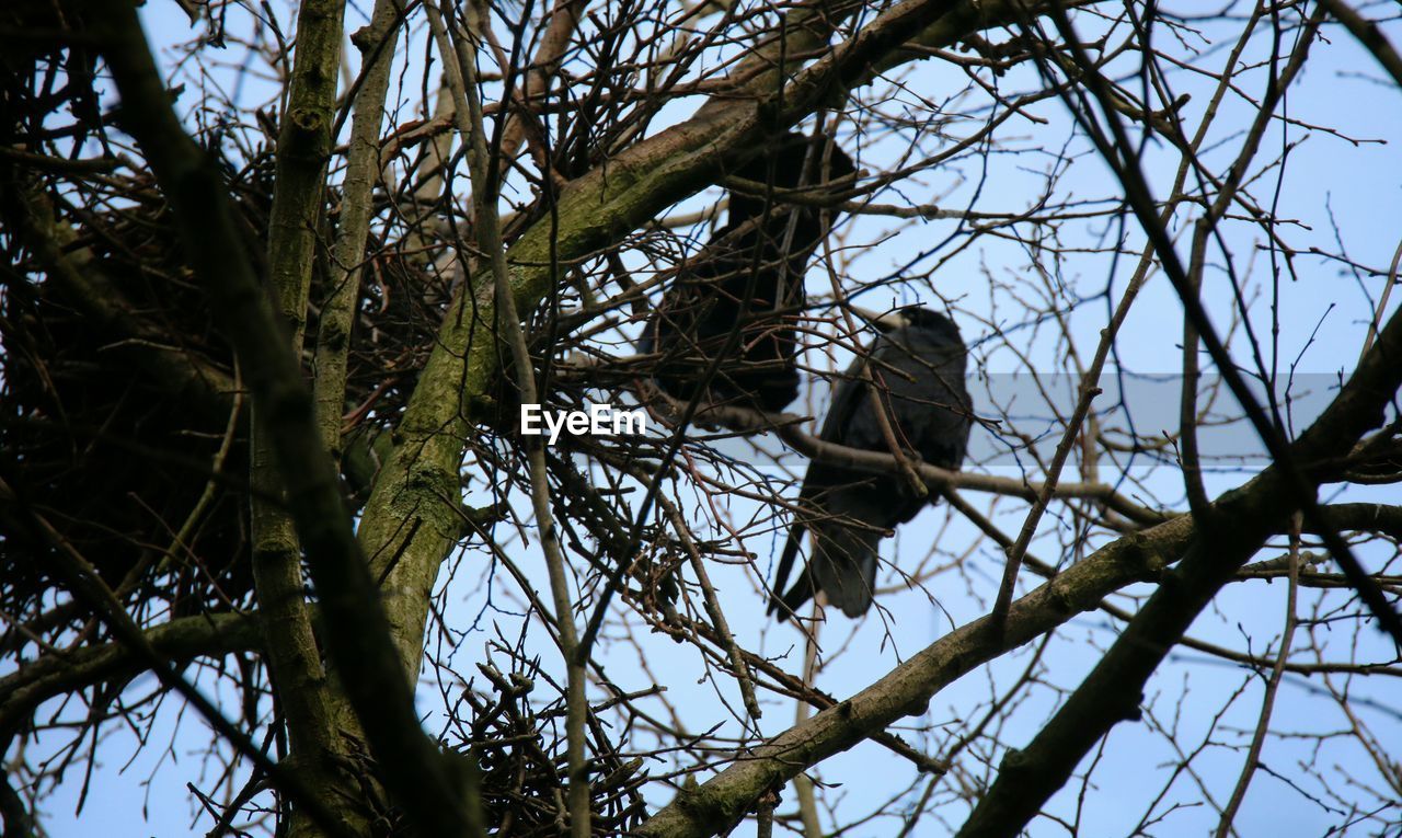 Low angle view of bird perching on bare tree