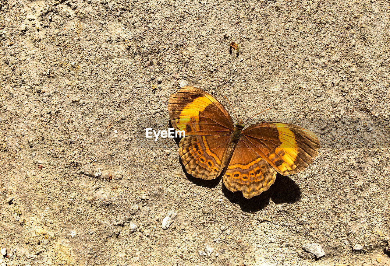 HIGH ANGLE VIEW OF BUTTERFLY ON GROUND