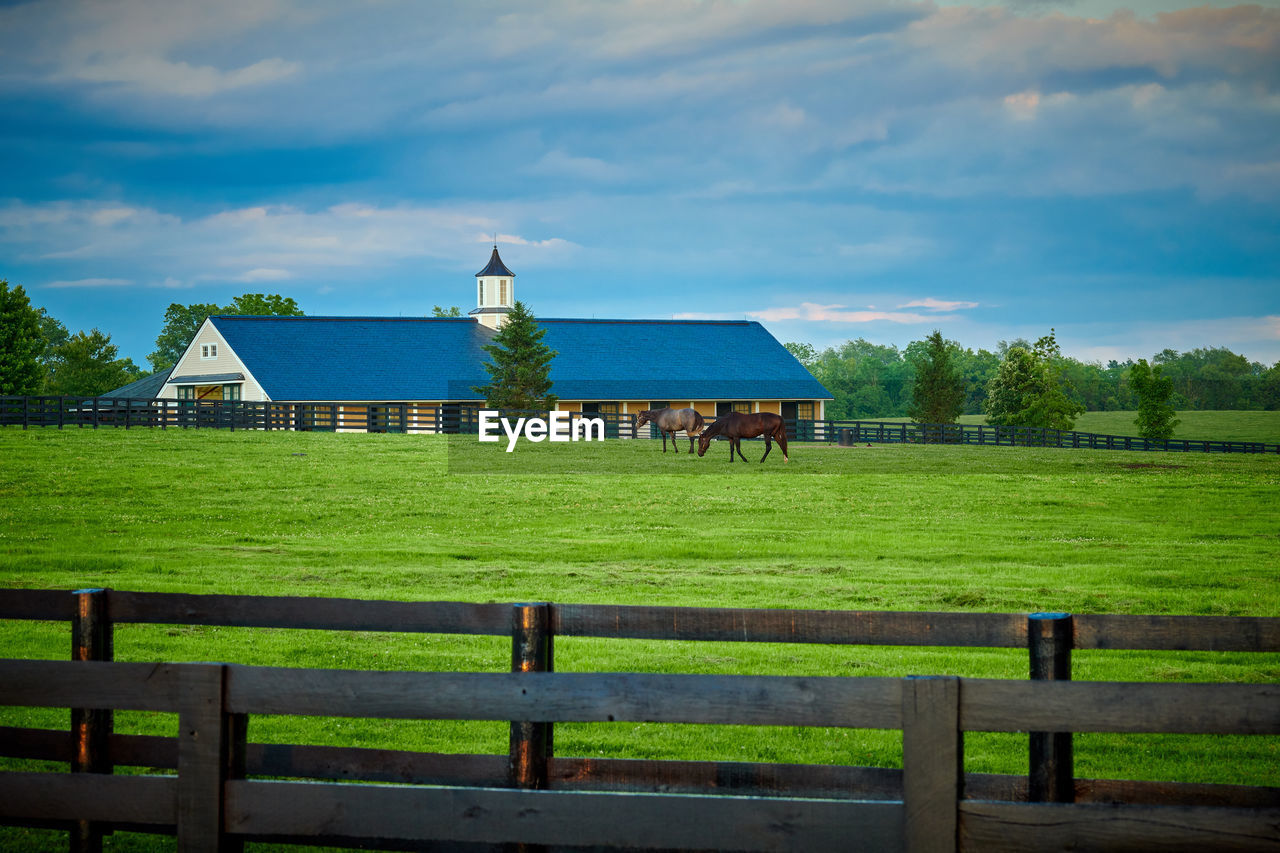 Two thoroughbred horses grazing in a field with horse barn in the background.